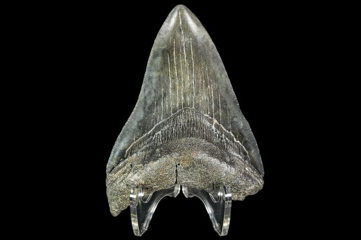 Bargain, Fossil Megalodon Tooth - Georgia #104565